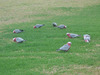 galahs.jpg